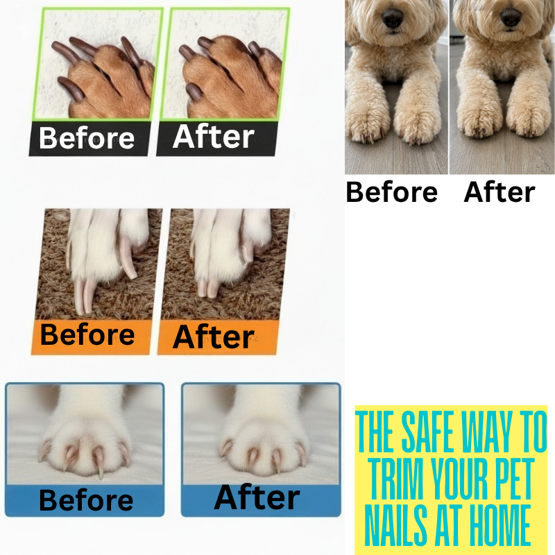 Lumina Pro — Precision LED Pet Nail Grooming Tool